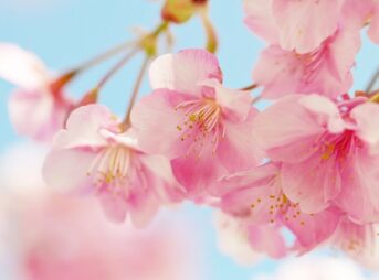 【婚活】これで最後にします。きょうと婚活応援センター3回目の決意。